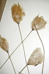 Eriophorum chamissonis