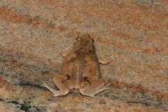 Microhyla
