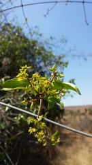 Loeseneriella