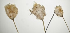 Eriophorum chamissonis