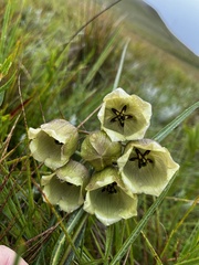 Pachycarpus campanulatus