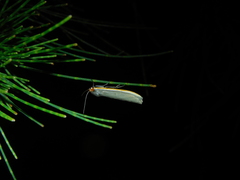 Palaeosia bicosta