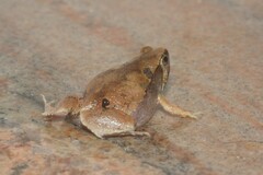 Microhyla