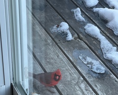 Cardinalis cardinalis