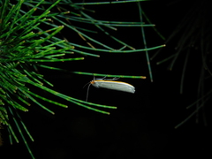 Palaeosia bicosta