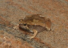 Microhyla