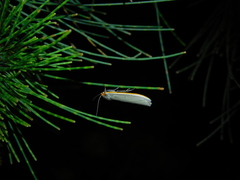 Palaeosia bicosta