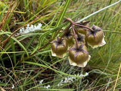 Pachycarpus campanulatus