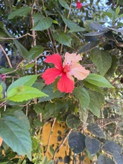 Hibiscus rosa-sinensis