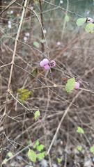 Symphoricarpos