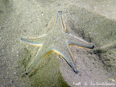 Astropecten jonstoni