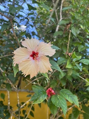Hibiscus rosa-sinensis