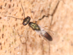 Chalcidoidea