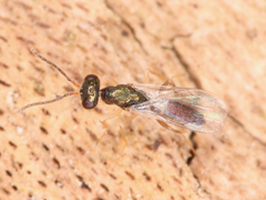 Chalcidoidea