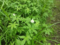 Anemonastrum dichotomum