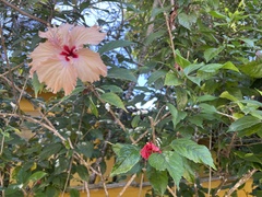Hibiscus rosa-sinensis