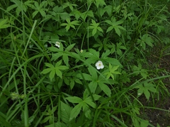 Anemonastrum dichotomum