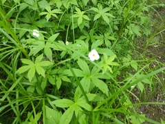 Anemonastrum dichotomum