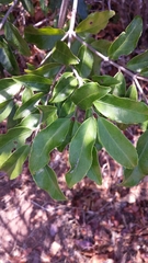 Loeseneriella
