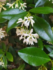 Trachelospermum jasminoides