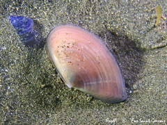 Bosemprella incarnata
