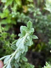 Lotononis lotononoides