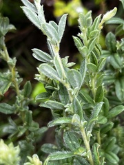 Lotononis lotononoides