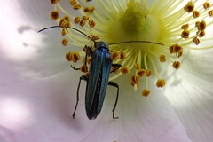 Oedemera nobilis