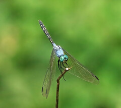 Trithemis stictica