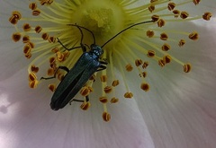 Oedemera nobilis