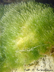 Chaetomorpha aerea