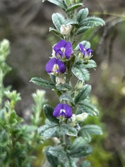 Lotononis lotononoides