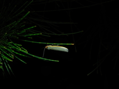 Palaeosia bicosta