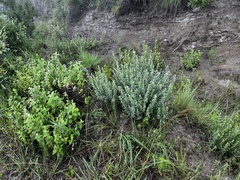 Lotononis lotononoides