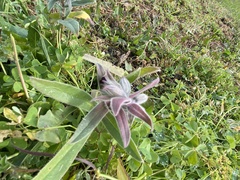 Nonea vesicaria