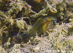 Diplodus