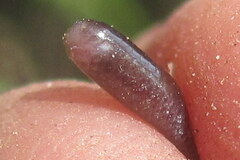 Indotyphlops braminus