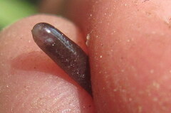 Indotyphlops braminus