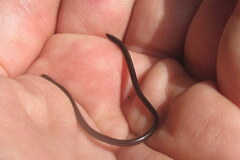 Indotyphlops braminus