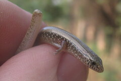 Riopa albopunctata
