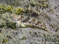 Gobius