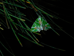 Chlorodes boisduvalaria