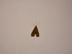 Liopasia rufalis