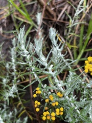 Helichrysum splendidum