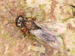 Chalcidoidea