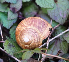 Helix pomatia