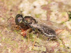 Chalcidoidea