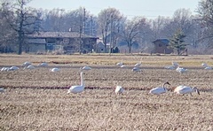 Cygnus columbianus