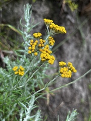 Helichrysum splendidum