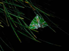 Chlorodes boisduvalaria